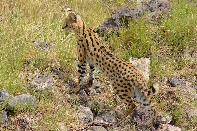 6 Days Big Five Tanzania Safari - Day 3: The long road into the Serengeti