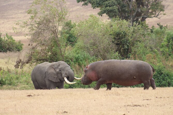 6 Days Big Five Tanzania Safari - Day 4: A full Serengeti day with kopjes and optional ballooning