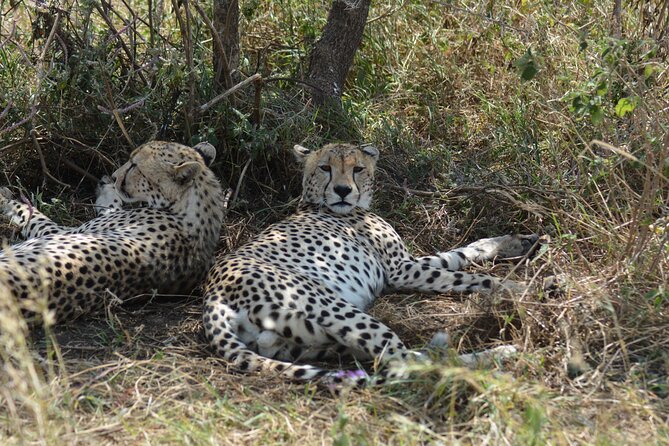 6 Days Big Five Tanzania Safari - Day 6: Returning to Arusha with school and Shanga visits