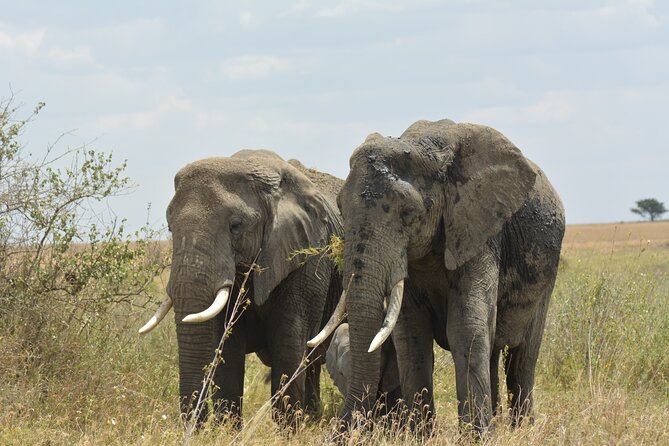 6 Days Big Five Tanzania Safari - The private guide is a major part of the value