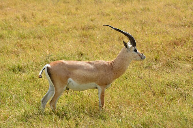 6 Days Big Five Tanzania Safari - Day 1: A gentle start from Kilimanjaro Airport to Arusha