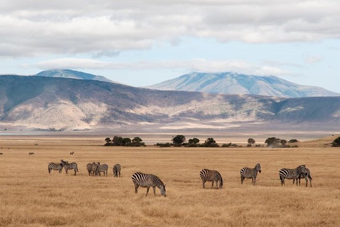6 Days Budget Tanzania Camping Safari - Day 4: Twelve hours searching the Serengeti