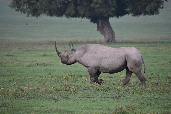 6 Days: Classic Camping( Tarangire, Manyara, Serengeti And Ngorongoro). - Four parks, six days, and a lot of road