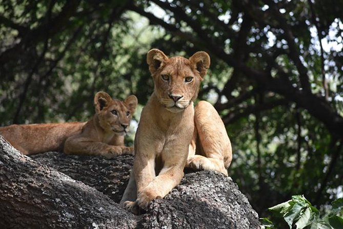 6 Days: Classic Camping( Tarangire, Manyara, Serengeti And Ngorongoro). - Day 4: A full Serengeti game drive