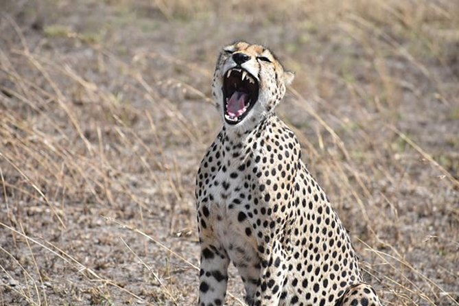 6 Days: Classic Camping( Tarangire, Manyara, Serengeti And Ngorongoro). - Day 2: Lake Manyara’s small area with many habitats