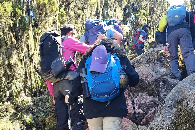 6 Days Climbing Mount Kilimanjaro Machame Route - Day 6: Forest descent and certificates at Mweka Gate