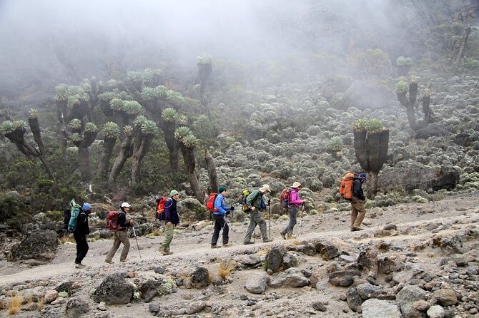 6 Days: Hiking Kilimanjaro via Machame Route - Day 4: Barranco Wall and the climb to Barafu