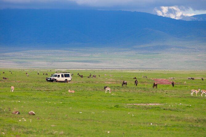 6 Days in the Wild – A Budget Safari Across Tanzania’s Icons - Day 3: A full Serengeti safari day