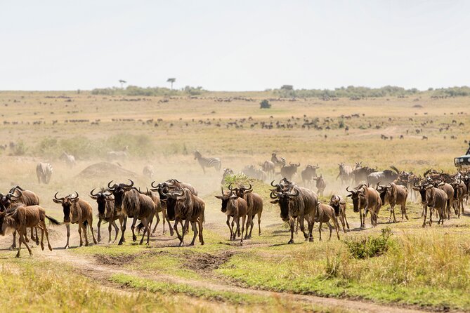 6 Days in the Wild – A Budget Safari Across Tanzania’s Icons - Day 4: A cultural stop and an itinerary detail to check