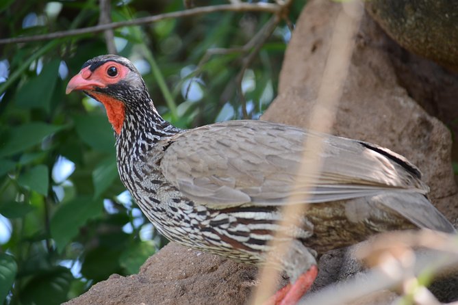 6 Days lodge &camping tour Serengeti ,Tarangire ,Ngorongoro Crater and Manyara - Day three: An early start in the central Serengeti