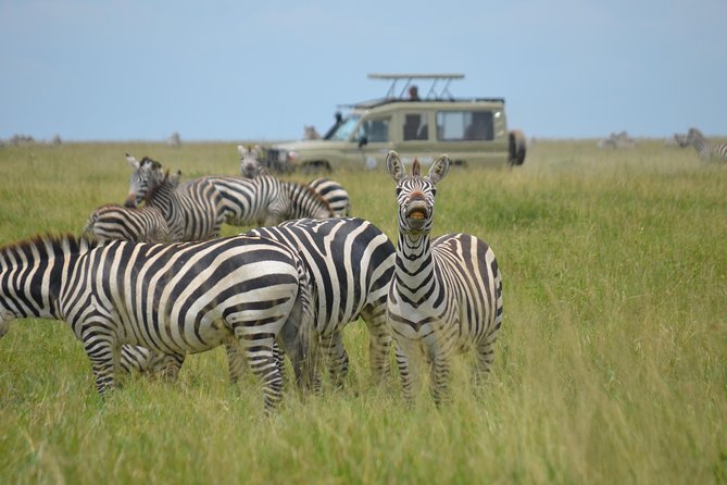 6 Days lodge &camping tour Serengeti ,Tarangire ,Ngorongoro Crater and Manyara - Day four: Leaving the Serengeti for the crater rim