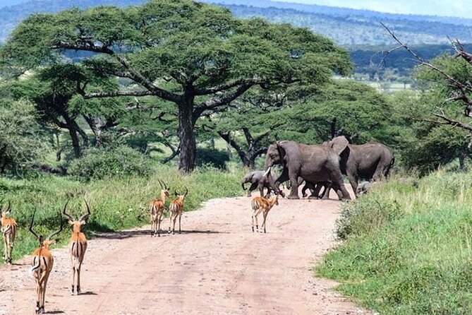 6 Days lodge &camping tour Serengeti ,Tarangire ,Ngorongoro Crater and Manyara - Day five: Down into Ngorongoro Crater