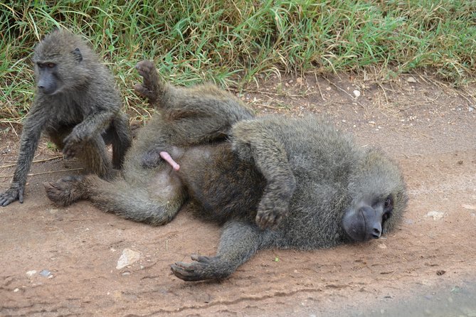 6 Days lodge &camping tour Serengeti ,Tarangire ,Ngorongoro Crater and Manyara - Day six: Lake Manyara’s forest, birds and flamingos