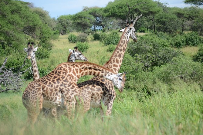 6 Days lodge &camping tour Serengeti ,Tarangire ,Ngorongoro Crater and Manyara - Camping, lodges and comfort on the road