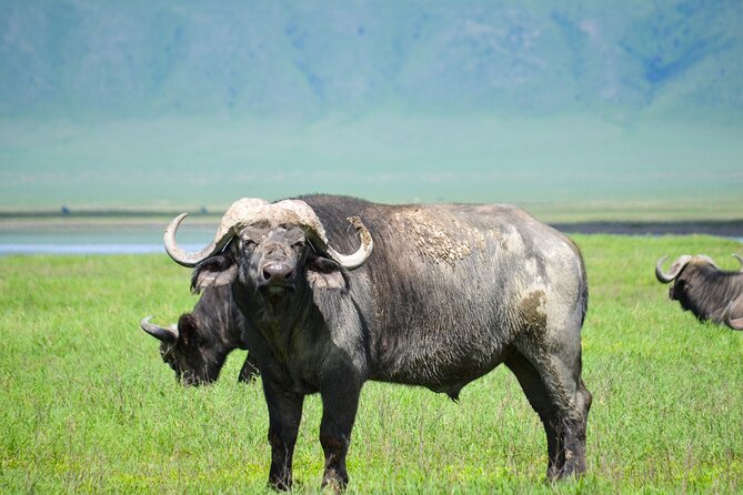 6 Days lodge &camping tour Serengeti ,Tarangire ,Ngorongoro Crater and Manyara - Day two: Crossing Ngorongoro to the Serengeti