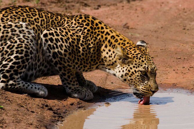 6 Days Lodge & Tented Camp Luxury - The Serengeti Trail & Tarangire - The comfort question: lodge and tented camp stays