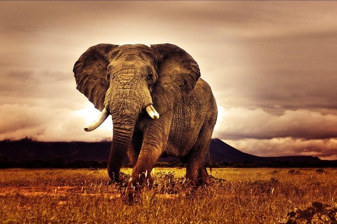 6 Days Luxury Migration Safari-Northern Tanzania - Days 3 and 4: Two full days in northern Serengeti