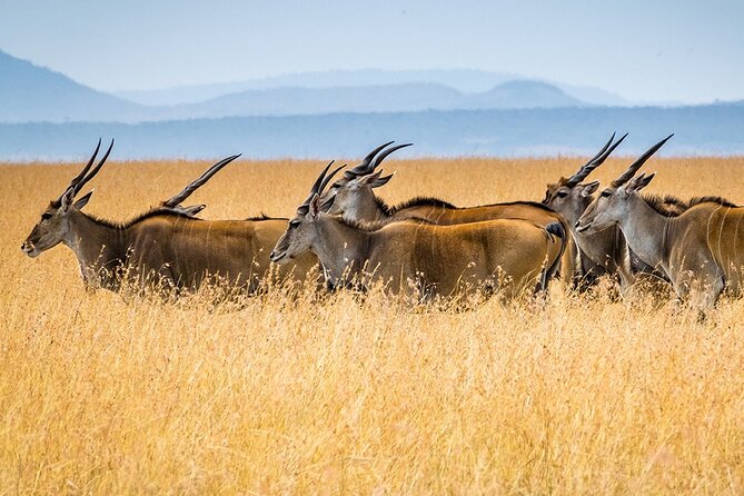6 Days Luxury Migration Safari-Northern Tanzania - Six nights of lodging and what luxury means here