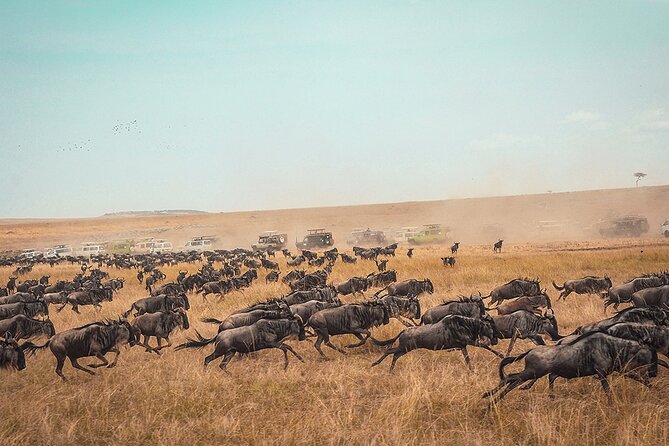 6 Days Luxury Migration Safari-Northern Tanzania - Day 1: Tarangire’s elephants and baobabs