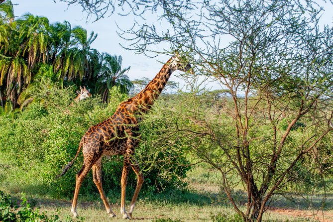 6 Days Luxury Northern Circuit Safari - A Glimpse of Tanzania Adventure - Day 2: Tarangire brings the elephants