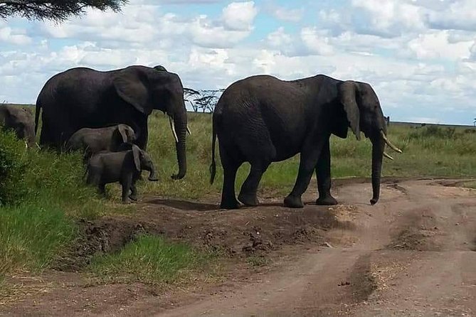 6 Days Mara River Crossing - The Great Migration - Why the Mara River is worth the long road