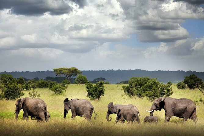 6 Days Mid-Range Tanzania Safari - What six days in northern Tanzania really gives you
