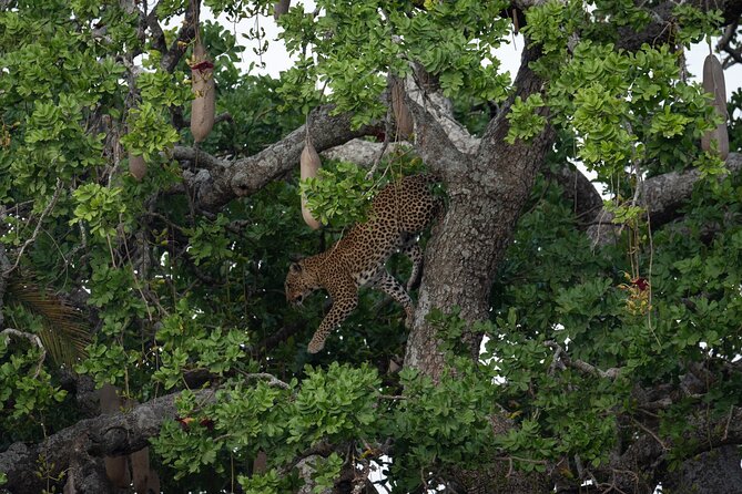 6 Days Private Safari Tour - Day 5: Ngorongoro Crater’s concentrated wildlife