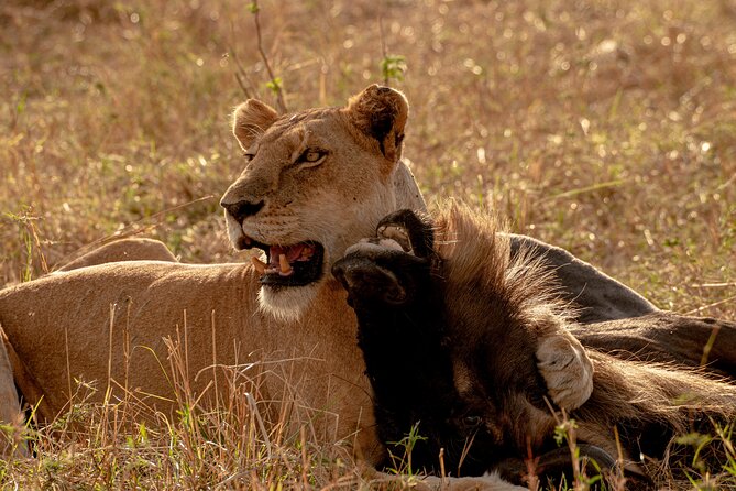 6 Days Private Safari Tour - The private vehicle and guide make the difference