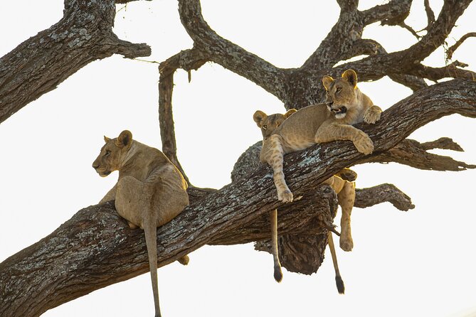 6 Days Private Safari with Mid-range Lodges or Camps - Key points to know before booking