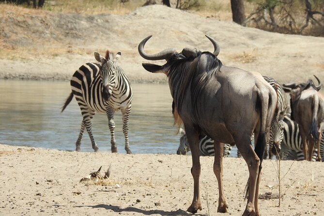 6 Days Private Safari with Mid-range Lodges or Camps - Why this Northern Circuit route works