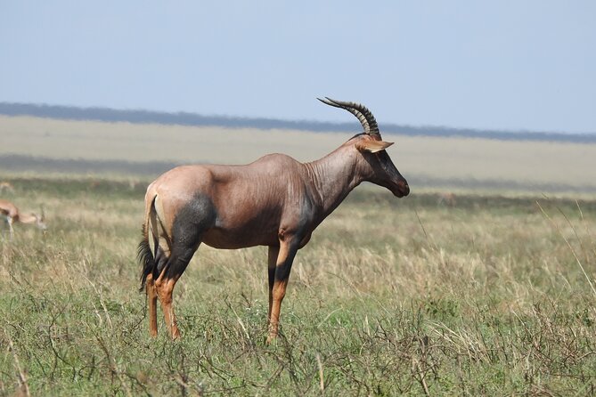 6 Days Private Safari with Mid-range Lodges or Camps - Day 3: Crossing Ngorongoro country into the Serengeti