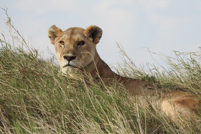 6 Days Private Safari with Mid-range Lodges or Camps - Day 5: One final Serengeti morning, then toward the crater