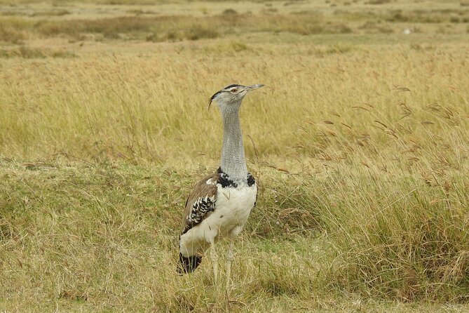 6 Days Private Safari with Mid-range Lodges or Camps - Day 6: Ngorongoro Crater and a concentrated final game drive