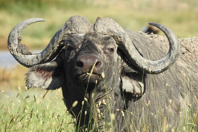 6 Days Private Safari with Mid-range Lodges or Camps - Day 1: An easy arrival in Arusha