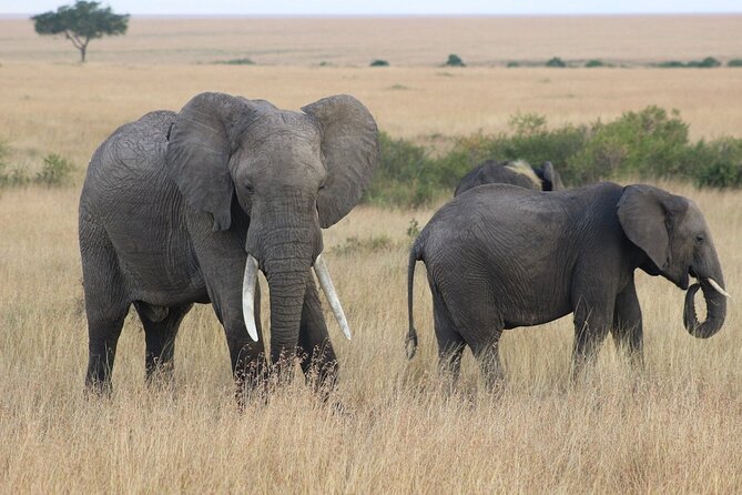6 Days Safari : Manyara, Ngorongoro, Serengeti & Tarangire National Park - Day 5: Tarangire’s river and elephant country