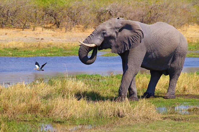 6 Days Safari : Manyara, Ngorongoro, Serengeti & Tarangire National Park - Day 6: Final Tarangire viewing and return to Moshi or Arusha