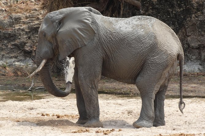 6 Days Safari to Udzungwa Mountain NP, Ruaha NP and Mikumi NP - Why this southern Tanzania route is worth your time