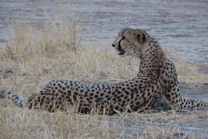 6 Days Safari to Udzungwa Mountain NP, Ruaha NP and Mikumi NP - Days three and four: two full days in Ruaha National Park