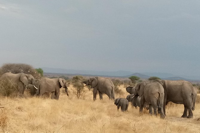 6 Days Safari to Udzungwa Mountain NP, Ruaha NP and Mikumi NP - Day six: one last game drive before Dar es Salaam