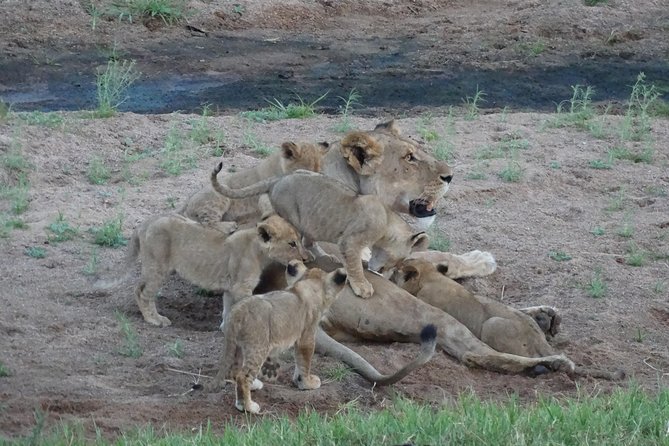 6 Days Safari to Udzungwa Mountain NP, Ruaha NP and Mikumi NP - What is included, and where the value lies