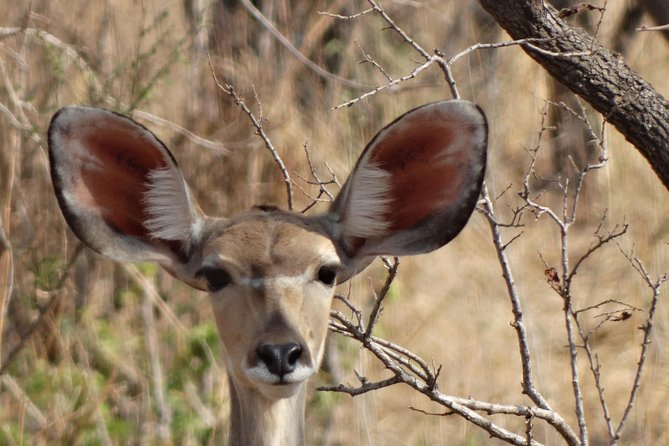 6 Days Safari to Udzungwa Mountain NP, Ruaha NP and Mikumi NP - Who will enjoy this safari most