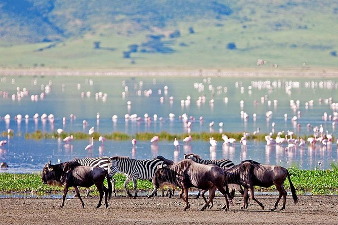 6 Days Serengeti Safari(hiking waterfalls &coffee tour) - Day 3: An early Serengeti game drive