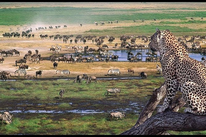 6 Days Serengeti Safari(hiking waterfalls &coffee tour) - Day 4: Black rhino and the Ngorongoro Crater floor