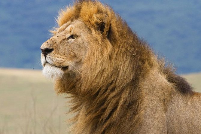 6 Days Serengeti Safari(hiking waterfalls &coffee tour) - Day 6: Materuni Waterfalls, Chagga culture, and coffee