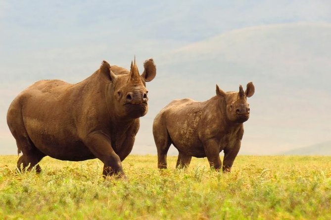 6 Days Serengeti Safari(hiking waterfalls &coffee tour) - Camping, food, and the real comfort level