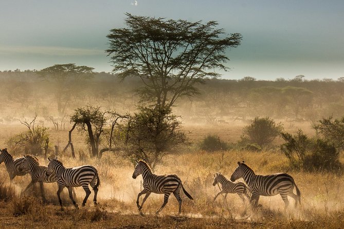 6 Days Tanzania Budget Camping Safari - What $1,600 buys you on this safari