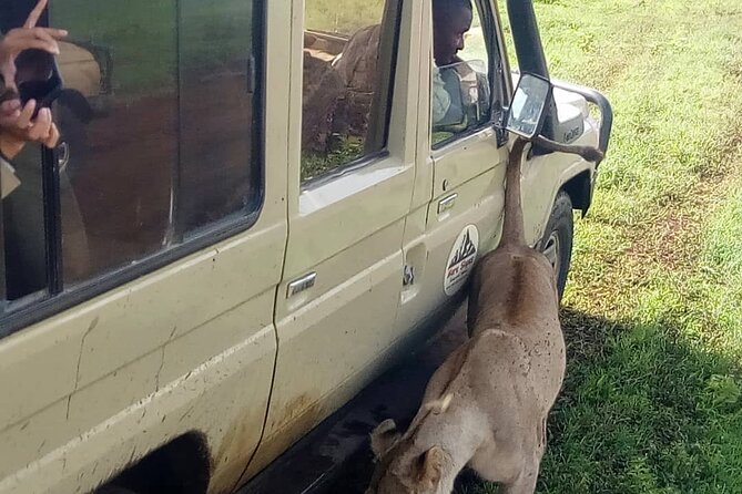 6 Days Tanzania Budget Camping Safari - Camping, lodges, and daily comfort
