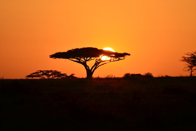 6 days Tanzania budget safari - Day 4: An early drive and the Serengeti exit
