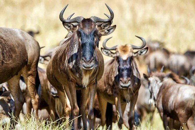 6 Days Tanzania Bush Experience Safari - Tarangire and the river at the end
