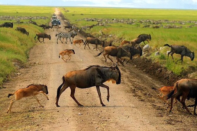 6 Days Tanzania Bush Experience Safari - What the $2,900 price really covers